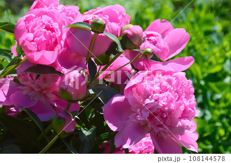 Bright pink peonies on a background of green grass Bright pink peonies on a background of green grass 108144578