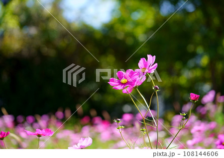 栗背景のコスモス畑（恭仁京） 108144606