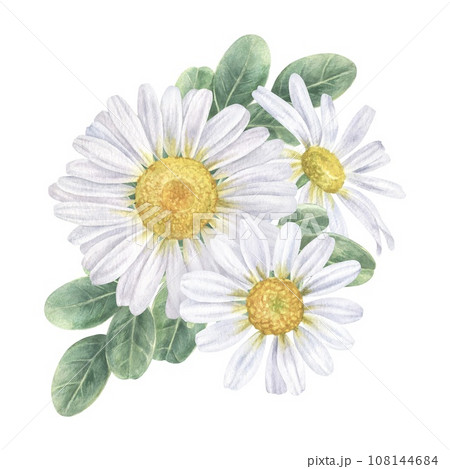 Chamomile Flower. Watercolor botanical illustration of Daisy. Hand drawn clip art of white chamomilla on isolated background. Drawing of bouquet of marguerite. Painting of floral herb 108144684