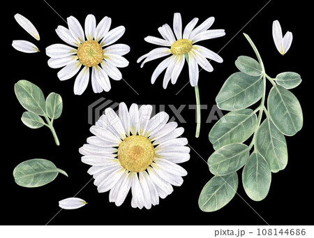 Daisy flower and leaves Set. Watercolor botanical illustration of chamomile and leaf. Hand drawn clip art of white chamomilla on black isolated background. Drawing of marguerite and moringa Daisy flower and leaves Set. Watercolor botanical illustration of chamomile and leaf. Hand drawn clip art of white chamomilla on black isolated background. Drawing of marguerite and moringa 108144686