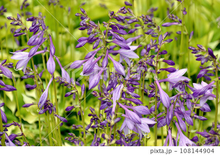 Selective focus of purple flowers of perennial plant Hosta 108144904