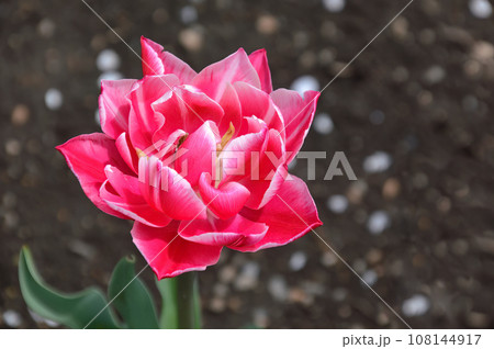 Magnificent varietal pink tulip on a brown background with copy space Magnificent varietal pink tulip on a brown background with copy space 108144917