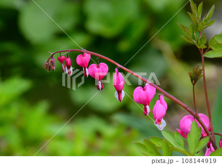 Bleeding heart flowers (Dicentra) on bright green background. Bleeding heart flowers (Dicentra) on bright green background. 108144919