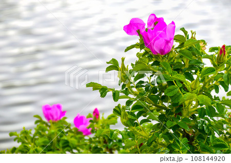 Flowering bush of rose hip (also called rose haw and rose hep) near water Flowering bush of rose hip (also called rose haw and rose hep) near water 108144920