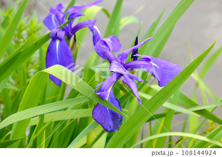 Bright flowers of irises with green leaves on a summer sunny day Bright flowers of irises with green leaves on a summer sunny day 108144924