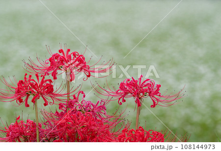 彼岸花と蕎麦の花 108144973