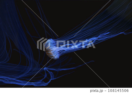 クラゲの写真。ゆったりしたその動きに私達は癒される。ブルーで時が止まったような透明感のある世界 108145506