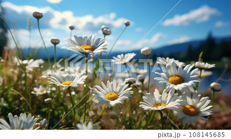A beautiful, sun-drenched spring summer meadow. Natural colorful panoramic landscape with many wild flowers of daisies against blue sky A beautiful, sun-drenched spring summer meadow. Natural colorful panoramic landscape with many wild flowers of daisies against blue sky 108145685
