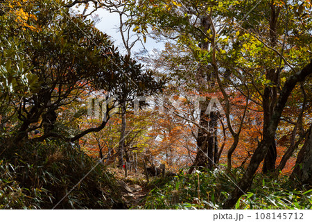 紅葉を見ながら歩く登山道　大台ケ原 108145712
