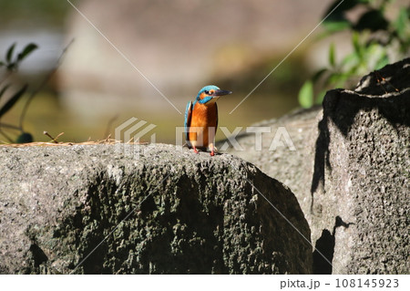 岩の上にとまるカワセミ 岩の上にとまるカワセミ 108145923