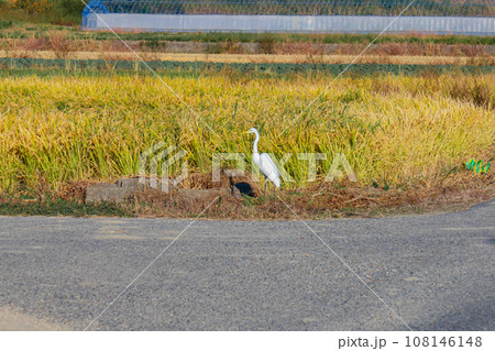 秋の田んぼ風景 秋の田んぼ風景 108146148