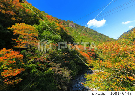 【愛媛県】晴天の面河渓の紅葉 108146445
