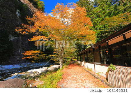 【愛媛県】晴天の面河渓の紅葉（亀原） 108146531
