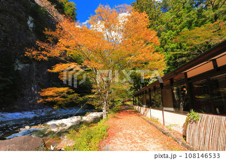 【愛媛県】晴天の面河渓の紅葉（亀原） 108146533