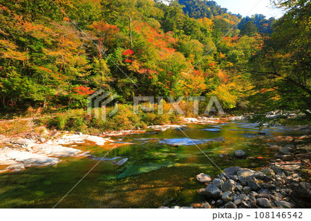 【愛媛県】晴天の面河渓の紅葉(五色河原) 【愛媛県】晴天の面河渓の紅葉(五色河原) 108146542