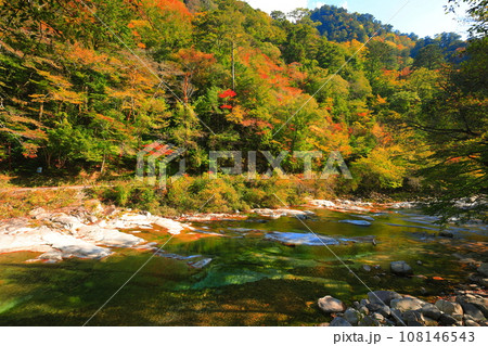【愛媛県】晴天の面河渓の紅葉（五色河原） 108146543