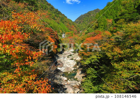 【愛媛県】晴天の面河渓の紅葉 108146546