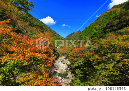 【愛媛県】晴天の面河渓の紅葉 108146548