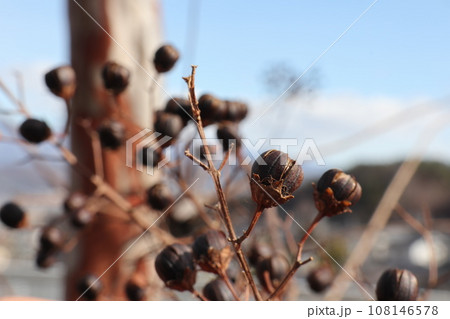 百日紅の実 百日紅の実 108146578