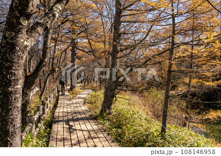 【栃木県】秋晴れの奥日光戦場ヶ原（10月） 108146958