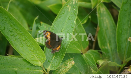 葉に停まるベニヒカゲの雄 108147182