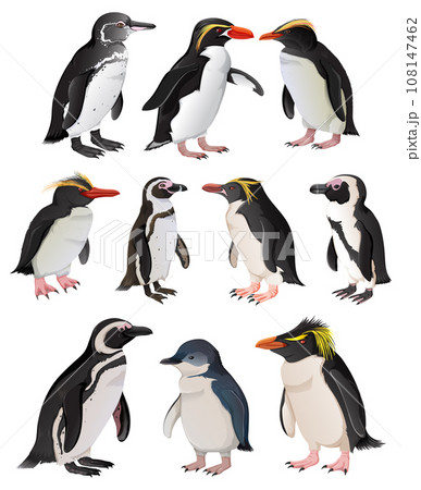 Set of penguins in different species 108147462