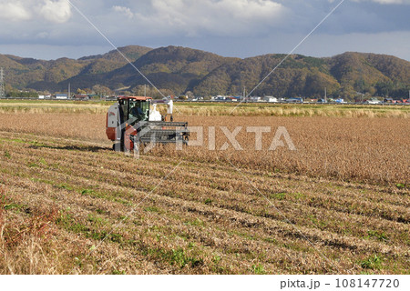秋の北海道江差町で大豆の収穫作業風景を撮影 秋の北海道江差町で大豆の収穫作業風景を撮影 108147720