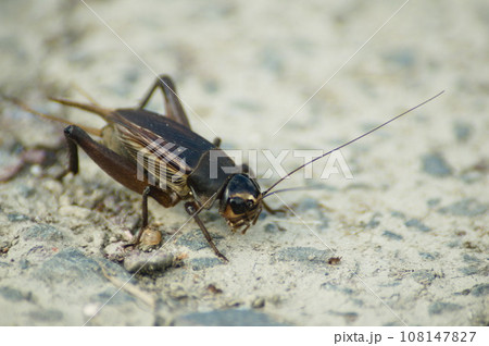 そっぽを向いたエンマコオロギ 108147827