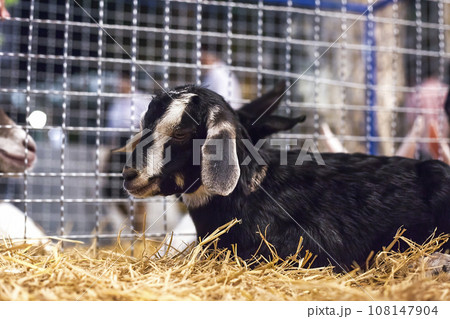 Kid goat in metal grid cage. Goat animal Qurban Eid al-Adha, soft focus 108147904