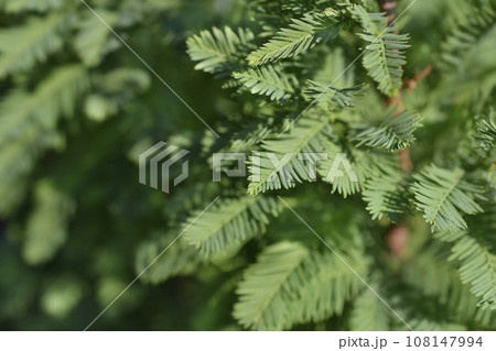 Bald cypress Peve Minaret 108147994