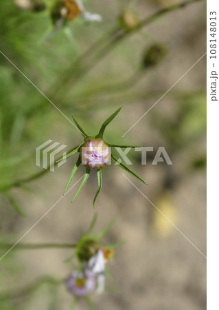 Cosmos Tetra Versailles Rose Edge Cosmos Tetra Versailles Rose Edge 108148013