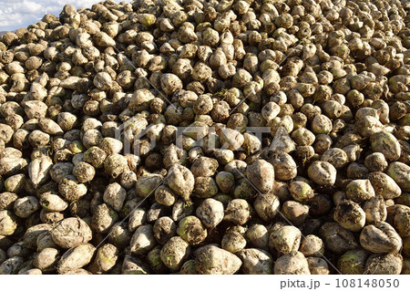 秋の北海道江差町で収穫され野積みされたビートの風景を撮影 108148050