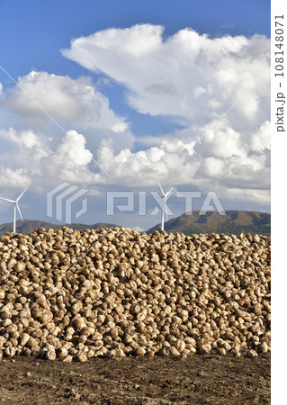 秋の北海道江差町で収穫され野積みされたビートの風景を撮影 108148071