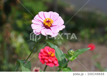 ヒャクニチソウ（百日草） 108148688