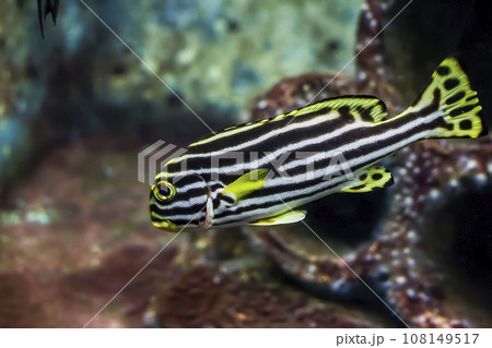 Indian Ocean oriental sweetlips fish in aquarium. Plectorhinchus vittatus or oriental blubberlips striped fish Indian Ocean oriental sweetlips fish in aquarium. Plectorhinchus vittatus or oriental blubberlips striped fish 108149517