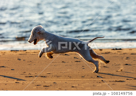 Young Bedlington Terrier dog plays happily on the sea coast 108149756