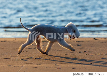 Portrait of a young Bedlington Terrier dog walking along the sea coast with a ball in his teeth. Portrait of a young Bedlington Terrier dog walking along the sea coast with a ball in his teeth. 108149757