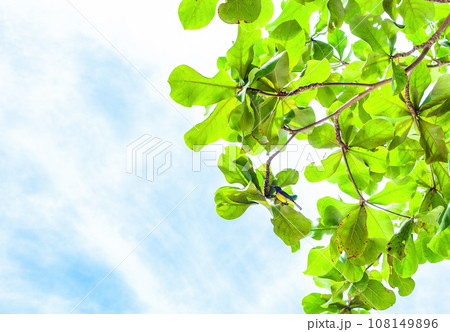 Dipterocarpus tuberculatus Roxb tree and Olive-backed sunbird in green leaves, selective focus 108149896