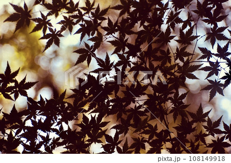 秋の光に包まれた紅葉 108149918