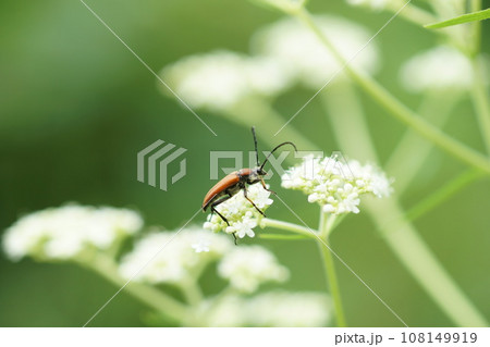 オトコエシの蜜を吸うアカハナカミキリ 108149919