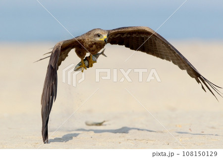 Black kite (Milvus migrans) 108150129