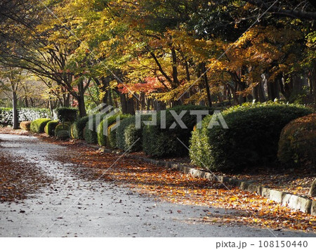 秋の紅葉が美しい散歩道 108150440