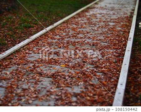 秋の落ち葉の道 108150442