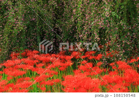 岩手県北上市 満開の彼岸花群生地 岩手県北上市 満開の彼岸花群生地 108150548