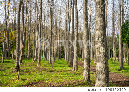 桂の森 108150560