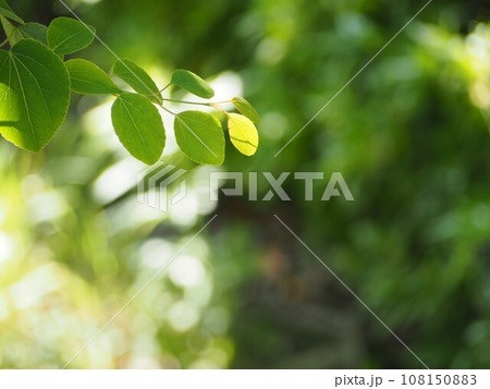 光を浴びて輝く若葉　カツラの葉 108150883