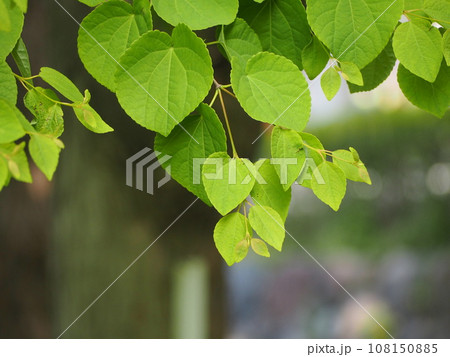 若葉　カツラの葉 108150885