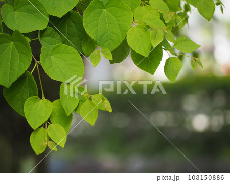 若葉　カツラの葉 108150886