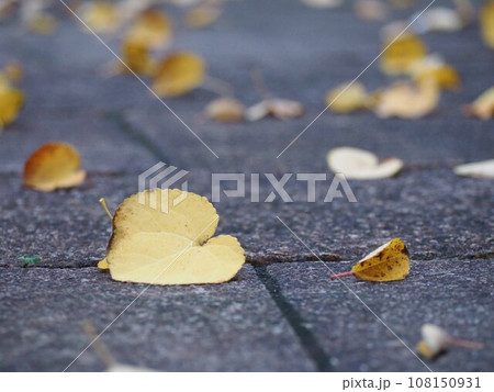 秋の風景　カツラの落ち葉 108150931