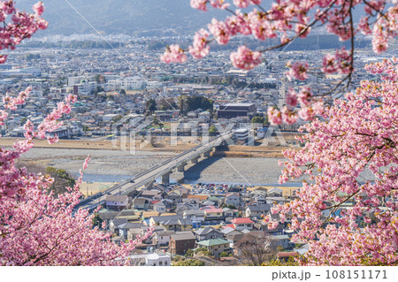 西平畑公園・松田山の春景色　河津桜越しの街並み【神奈川県・松田町－開成町】 108151171